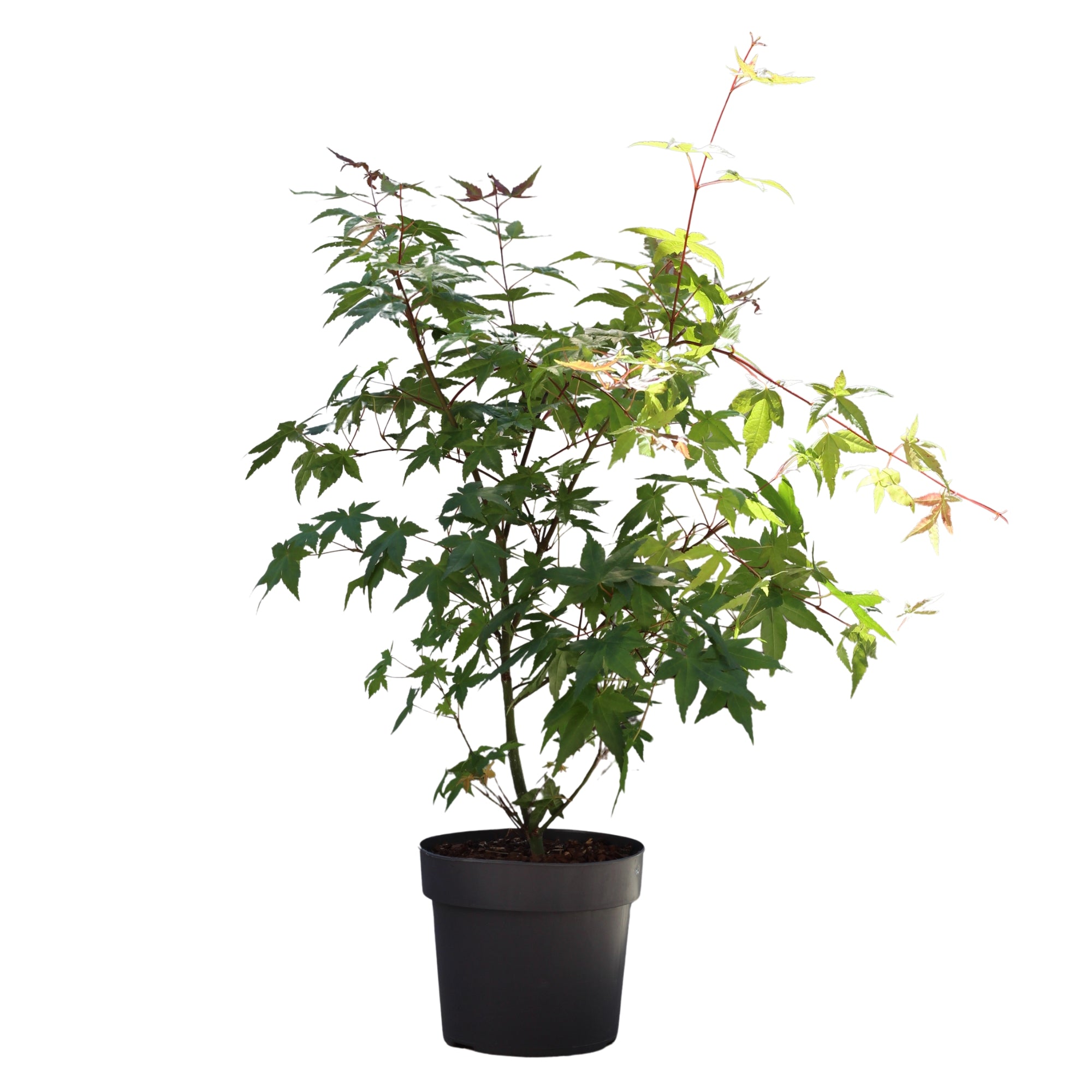 Acer palmatum Bordo-japonês em vaso